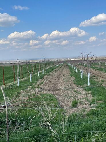 аренда кара жыгач: 400 соток, Курулуш