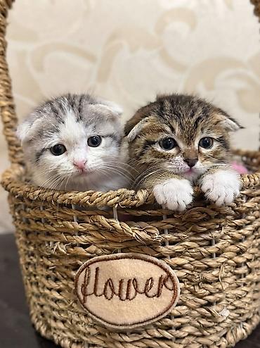 цена вислоухих котят: Шотландские вислоухие котята (Scottish Fold) Очаровательные — 2