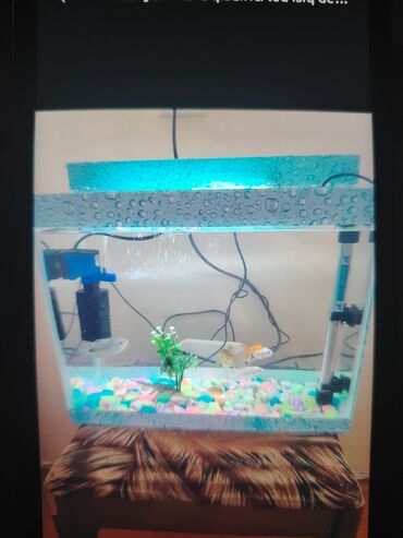 Akvariumlar: Dördbucaq akvarium, Balıqlarla birlikdə, 20 l, Ünvandan götürmə