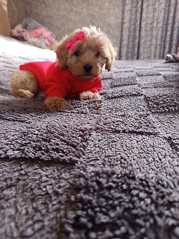 İtlər: Pudel, 2 ay, Dişi — 5