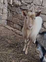 bmw 3 серия 318is at: Diri çəkisi 8 AZN