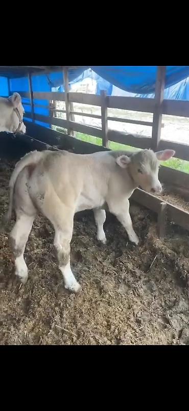 Dana, buzov: Satılır: Ətlik buzov - Cinsə bənzər: ağ rəngli, ətlik istiqamətli -da lalafo.az — 6 Dana, buzov: Satılır: Ətlik buzov - Cinsə bənzər: ağ rəngli, ətlik istiqamətli — 6