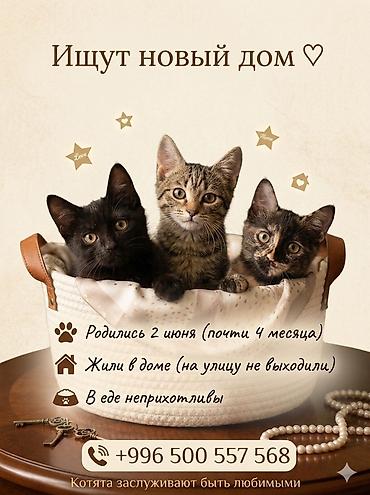 котёнок токмок: Кошка даром: Беспородная, 4 месяца, Мальчик, Приучена к лотку — 2