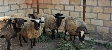 Qoyunlar, qoçlar: Salam Satır Ramanov qoyunları Boğaz. damazlığ 4 tişi 3 erkəydi -da lalafo.az — 5 Qoyunlar, qoçlar: Salam Satır Ramanov qoyunları Boğaz. damazlığ 4 tişi 3 erkəydi — 5