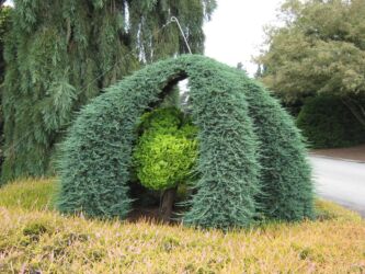 Toxumlar: Thuja toxumları, sərv, Arizona sərv, mavi thuja, qərb thuja və şərq — 24