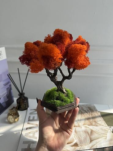 Декоративные цветы: В переводе с японского Бонсай означает «дерево, выращенное в блюде» — 48