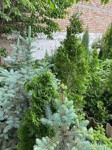 Туя: Продаем ели, туи, сосны и все виды хвойных растений! 🌲✨ Мы выращиваем — 4
