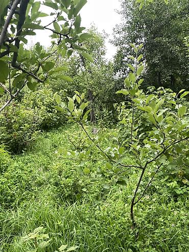 Продажа дач: ПРОДАЕТСЯ Дачный участок, с. Туз, СТ «Нур» (между с. Туз и с. Чон — 8