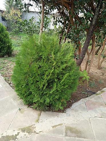 Çöl bitkiləri: Thuja (şar formalı, həmişəyaşıl dekorativ kol) - Bitki tipi: Thuja — 1