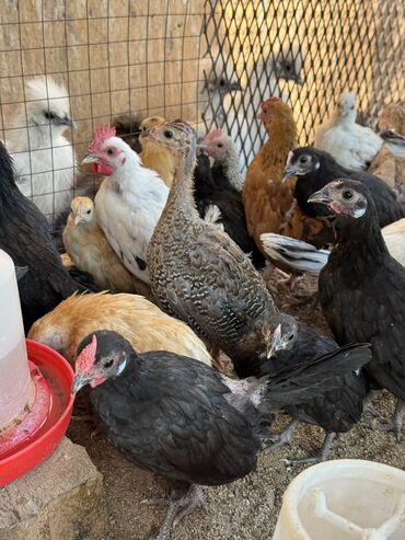 китайские шелковые куры: Продам подрощенных цыплят 
Китайский шелк Шабо Бетнамка Ява