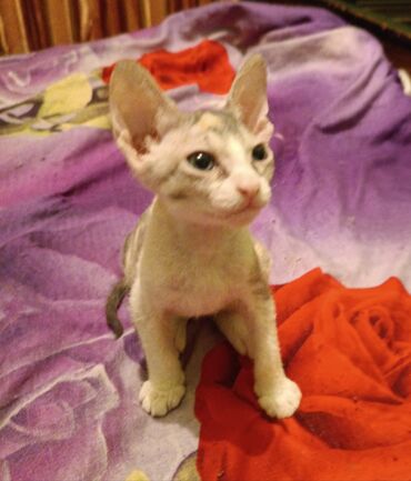 котята норвежской лесной кошки: Остался последний котенок!!! Донской сфинкс!продам чистокровного