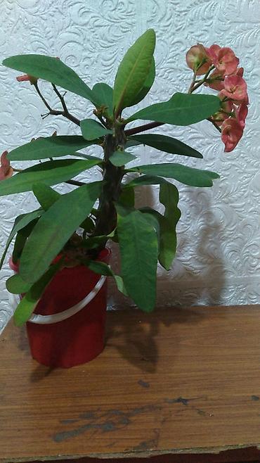 1001 роза: Молочай Милла (Euphorbia milii) — комнатное суккулентное растение с — 3