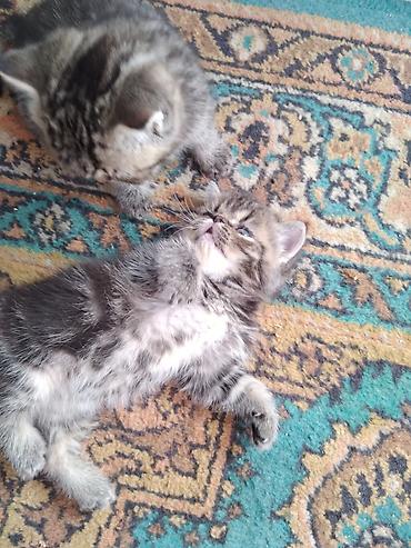 Продажа кошек: Шотландские котята. 1,5 месяца. 2 девочки, мальчик на брони — 8