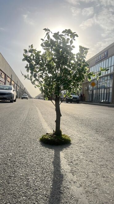 Süni güllər: Dekorativ süni ağaclar dəsti - Model 1: Varlıqlı yarpaqlı dekorativ — 20