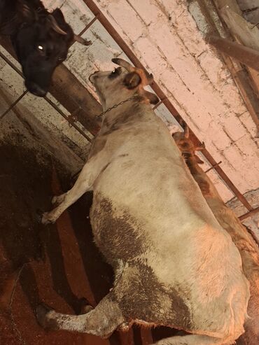 Inəklər, öküzlər: .qisir ineyler 2 de kokdu — 7