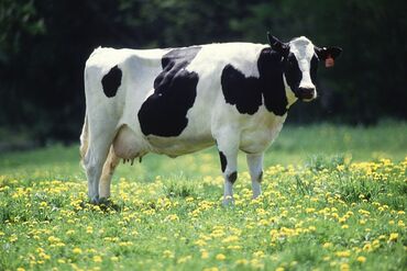 продаю быка на племя: Продаю | Корова (самка), Тёлка, Музоо, торпок | Для молока