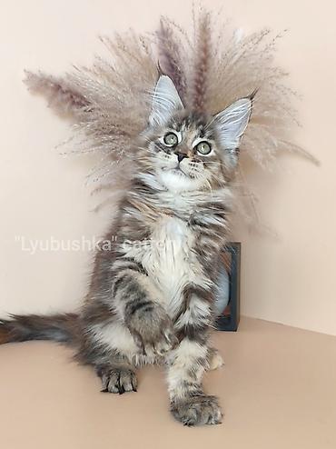 Продажа кошек: Мейн-кун, 2 месяца, Девочка, Черепаховый, Приучена к лотку, Проглистована, С документами at lalafo.kg — 5 Продажа кошек: Мейн-кун, 2 месяца, Девочка, Черепаховый, Приучена к лотку, Проглистована, С документами — 5