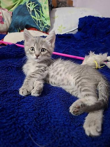 Мышыктар: Отдам в хорошие руки! Котята серых окрасов, помесь с вислоухим — 5