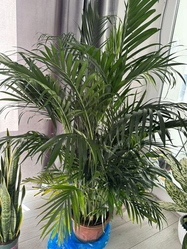 шкаф комнатный: Пальма арека. Рост 1м70см цена 2900 Диффенбахия рост 75 и 85 цена