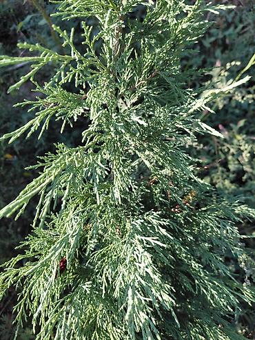 козу сатылат бишкек: Туя западная (Thuja occidentalis) — вечнозелёное хвойное растение для — 1