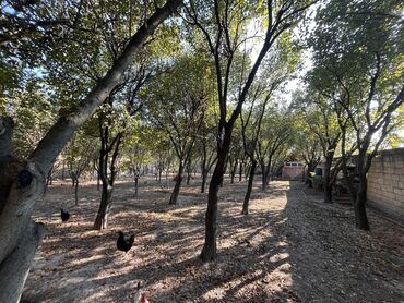 baki goycay avtobusu: 7 sot, Tikinti, Mülkiyyətçi, Kupça (Çıxarış)