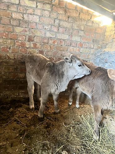 Коровы, быки: Продаю | Музоо, торпок | Полукровка | Для разведения | Искусственник — 3