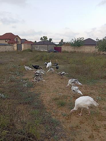 Yumurta: Məhsul: Hind quşu yumurtası mayali — 6