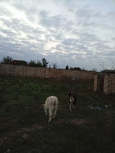 Keçilər, çəpişlər: Əvvəla salam heyvanr özumundu alverçi deyiləm qara Amerikana alpinidir — 5