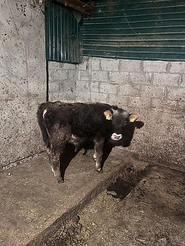 Коровы, быки: Продаю | Бык (самец) | На откорм | Привязанные — 1