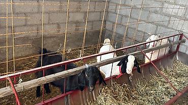 Продам с/х животных: Продаю | Коза (самка) | Для разведения — 1