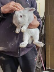 декоративные кролик: Продам кролика