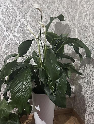 Спатифиллум (Spathiphyllum) крупный, комнатное растение - Высота