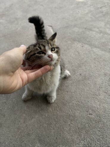 британская короткошерстная кошка характер: Отдам в добрые руки! Котёнок девочка, домашний, короткошёрстный