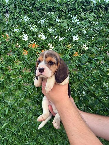 Psi: ŠTENCI BIGLA – The Lovely Dogs Pogledajte vrhunski kvalitet naših — 13