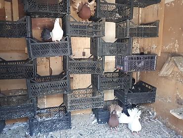 feniks quşu: Dekorativ göyerçinler pavlinler ve yakobinler satilir. Qiymetler — 9