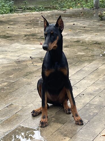 rus it adları: Doberman, 6 ay, Dişi, Peyvəndli, Ünvandan götürmə