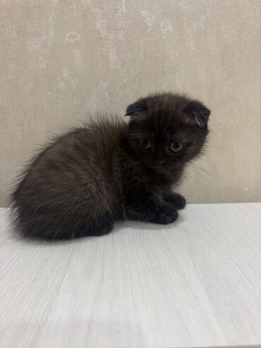 Pişiklər: Şotland, Dişi, Erkək, Ödənişli çatdırılma, Ünvandan götürmə — 11