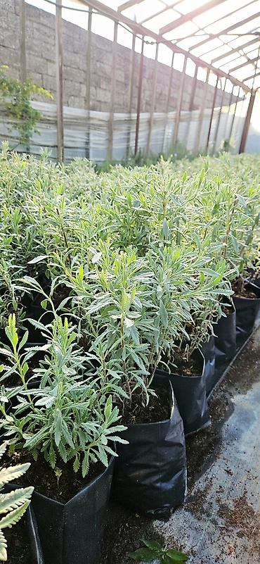 agac ciyələyi: Lavanda 
hazır qablarda.
çox illik bitkidir. 
Ünvan: Maştağa — 4