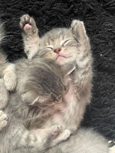 Pişiklər: Britan yastı qulaq, Erkək, Dişi, Yaxşı əllərə, Ünvandan götürmə, Pulsuz çatdırılma, Ödənişli çatdırılma — 68