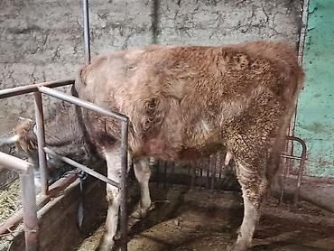 Коровы, быки: Продаю | Корова (самка) | Симментальская — 1