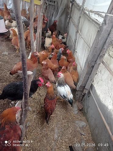 tap az qusar heyvanlar: Salam bu gorduyunuz lider sortu HEM ETLIK HEMDE YUMRTALIGUCUN — 8