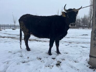Коровы, быки: Продаю | Корова (самка) | Для разведения | Привязанные at lalafo.kg — 24 Коровы, быки: Продаю | Корова (самка) | Для разведения | Привязанные — 24