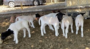 альпийская коза цена: Продаю | Овца (самка), Ягненок, Баран (самец) | Романовская | На забой, Для разведения