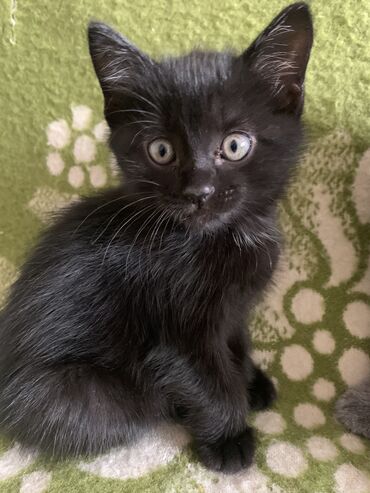 шотландский прямоухий кот: Продаются котята.Возраст 1,5 месяца.Девочки.Полупородистые.Мама