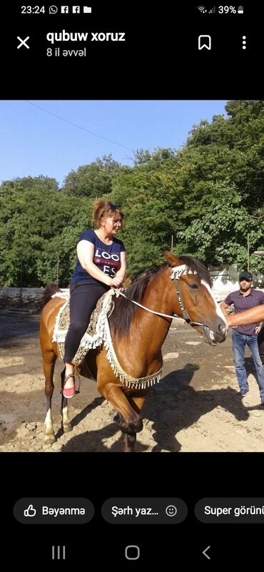 Alçipan: Alcipan işləri Tavan və arakəsmələr zamanətlə vurulması vap var — 16