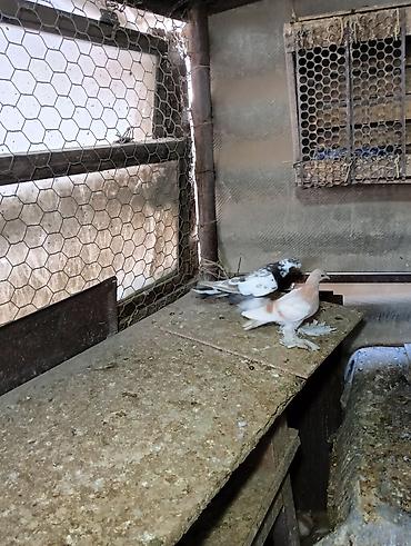 Птицы: Продаю молодых голубей 1 шт стоит пятьсот сом окончательно родители — 11