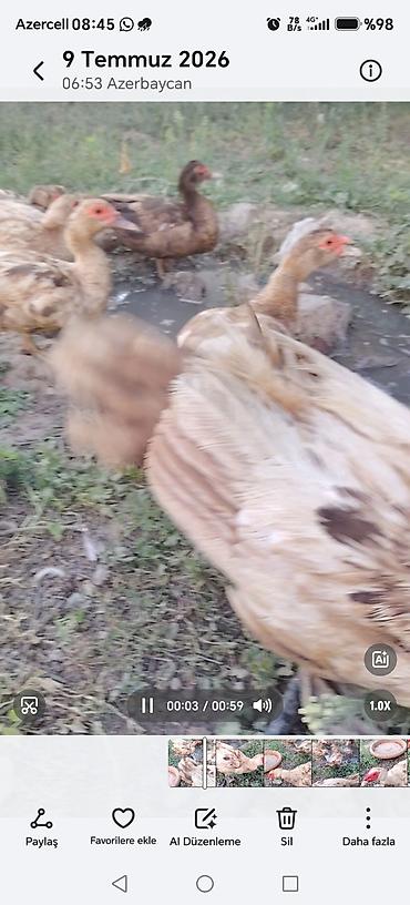 cuce ve xoruz: Məhsul: Ev quşları – ördəklər və toyuqlar Təsvir: - Foto və — 2