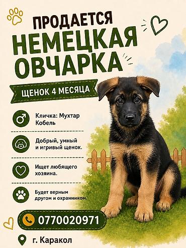 амстафф цена: Немецкая овчарка, 3 месяца, Самец — 1