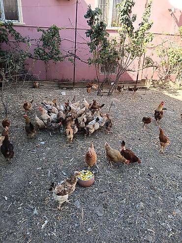 cucəsi: Toyuq, Yumurtalıq, Ünvandan götürmə — 3