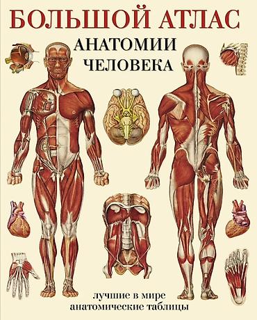 Учебники: Большой атлас анатомии человека (в 2-х частях) Иллюстрированное — 1